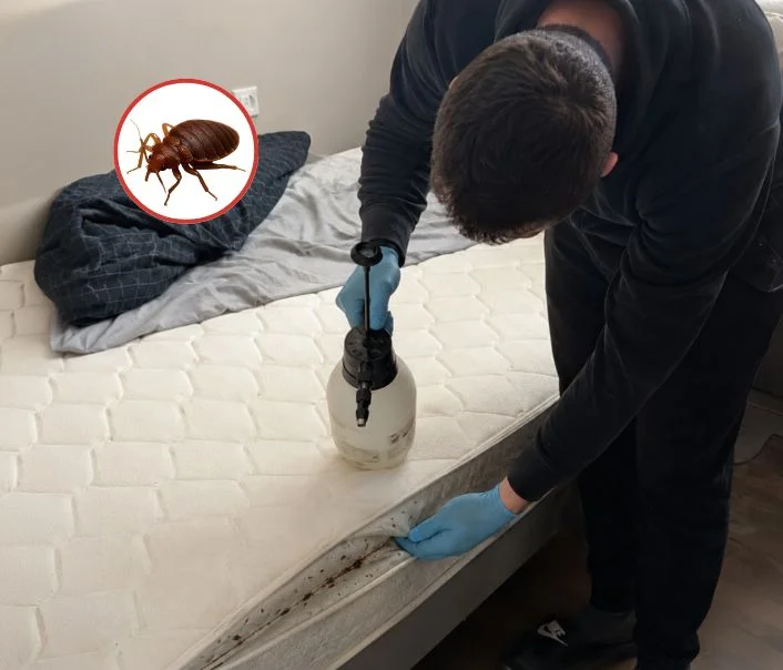 Technicien traitant un matelas contre les punaises de lit à Lieusaint
